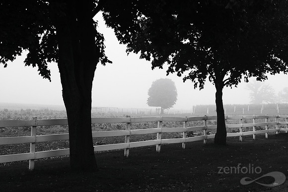 Country Morning Mist