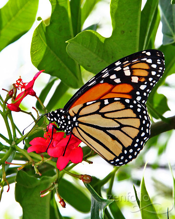 Monarch Mealtime