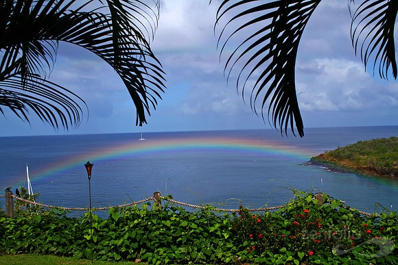 Tropical Paradise