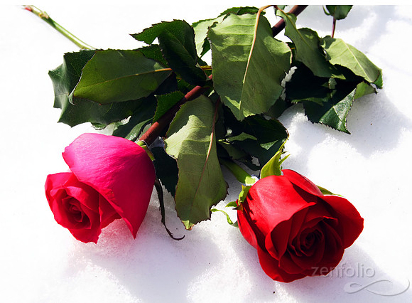 Snow Roses