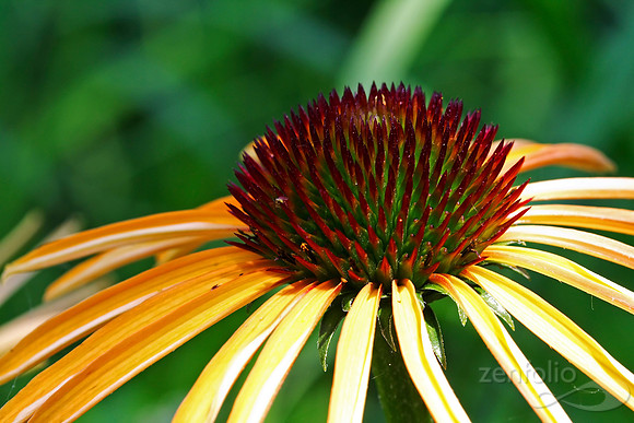 Echinacea Blossom