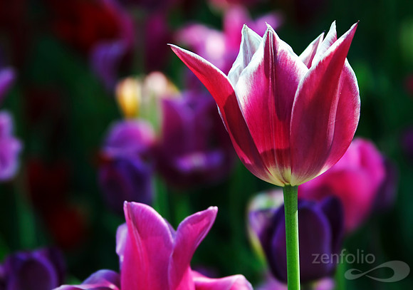 Purple Passion