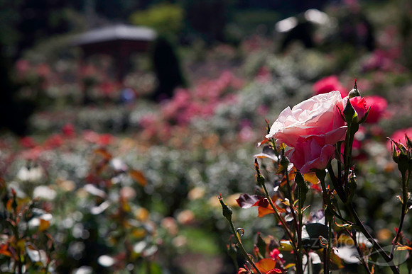 Rose Garden