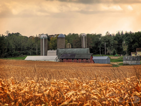 Harvest Time