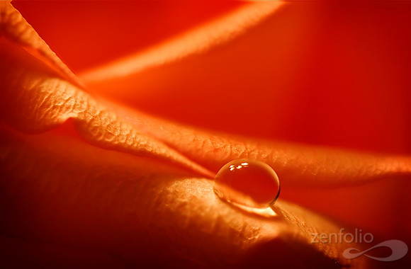 Waterdrop On Rose Petal