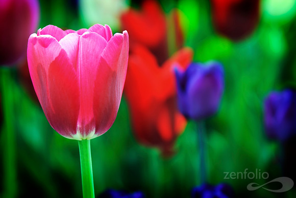 A Bokeh of Tulips