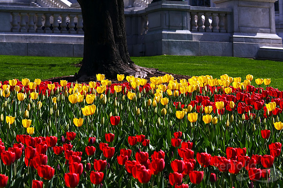 A Bed of Tulips