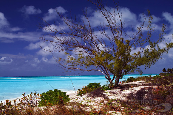 A Tree With An Ocean View