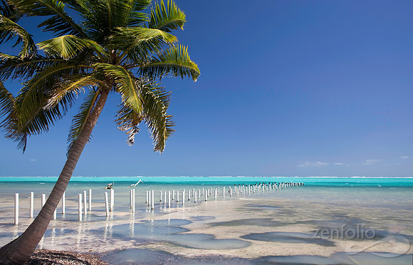 Palm and Pier Poles in Paradise