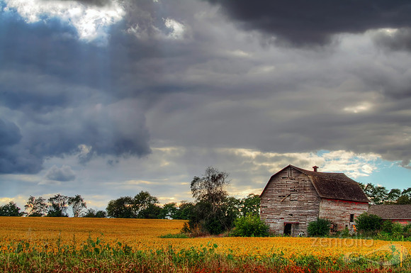 Heaven Shines on Fields of Gold