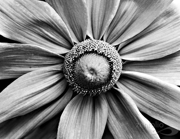 Flower Textures