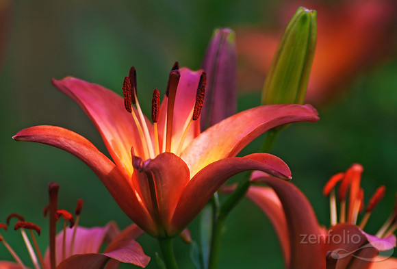 Lilies From My Garden
