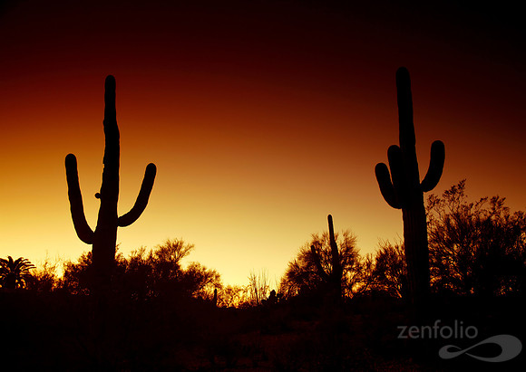 Saguaro Silhouettes