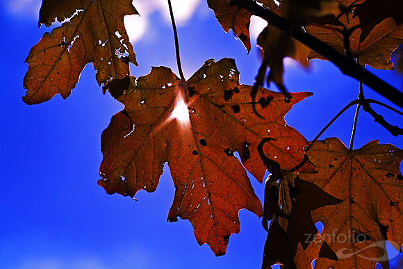 Bursting With Light