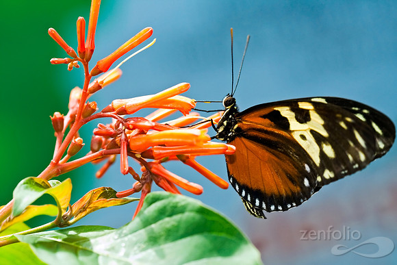 A Feast of Colors