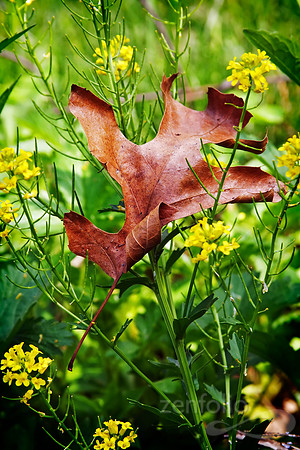 Fallen But Not Forgotten