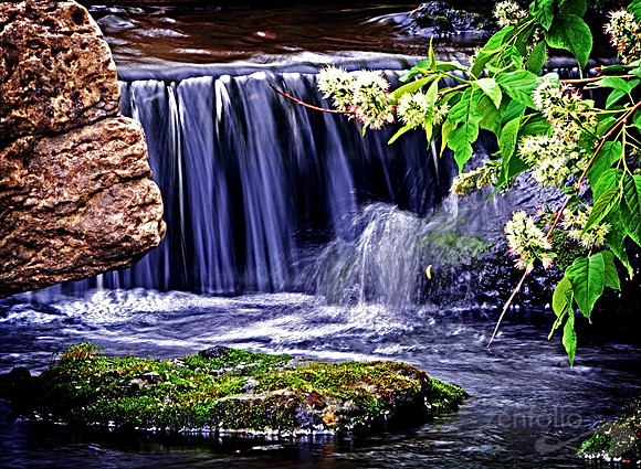 Olbrich Gardens Spring