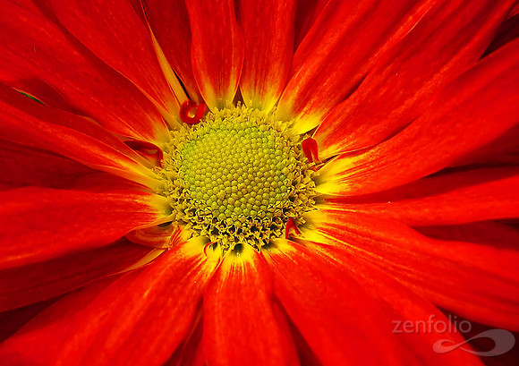 Red and Yellow