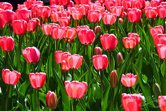 Sunbathing Tulips