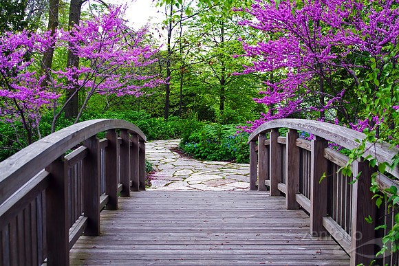 The Bridge to Spring - Original