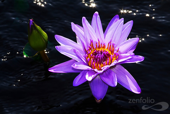 Water Lillies