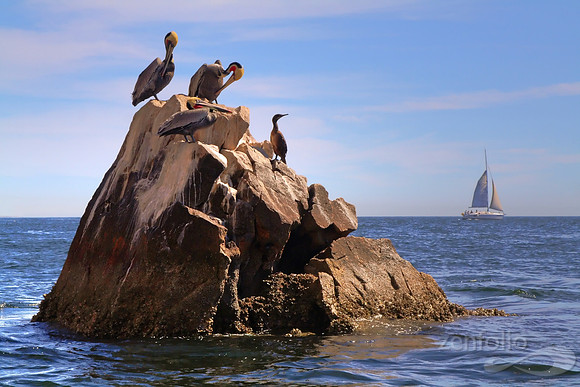 Party On Land's End Rock