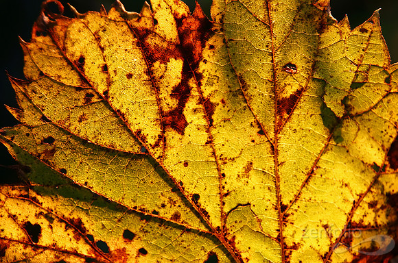 Fall Radiance
