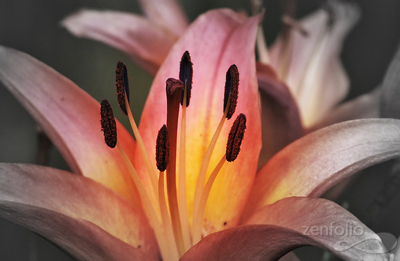 Blushing Beauty