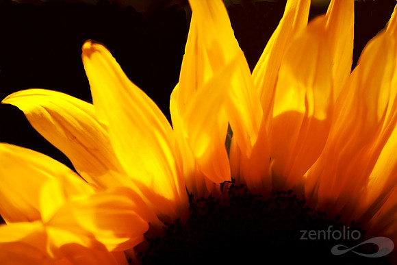 Flames Of Fire