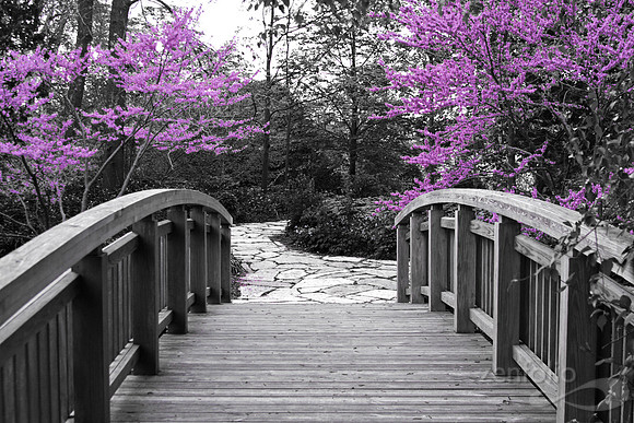 The Bridge to Spring