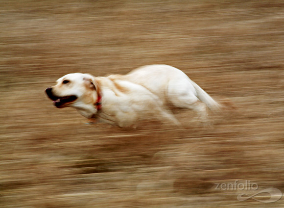 Ramona At Full Speed Ahead!