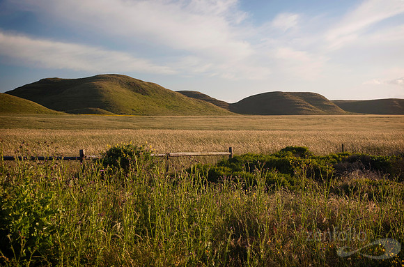 Point Reyes Textures