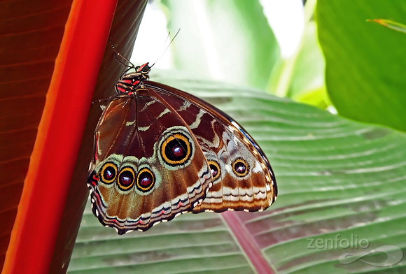 Butterfly Intricacies