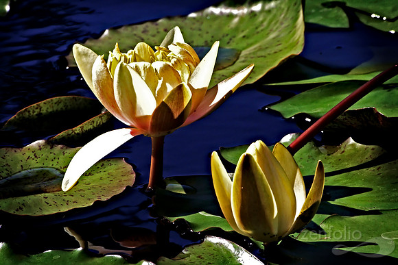 Water Lilies