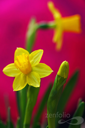 Daffodils
