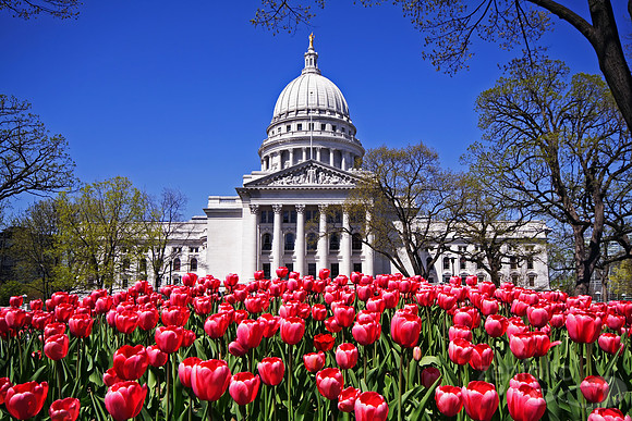 Capitol Tulips